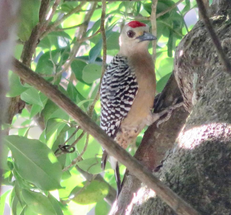 El Valle De Anton La Chachalaca 外观 照片