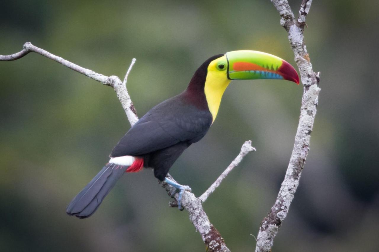 El Valle De Anton La Chachalaca 外观 照片