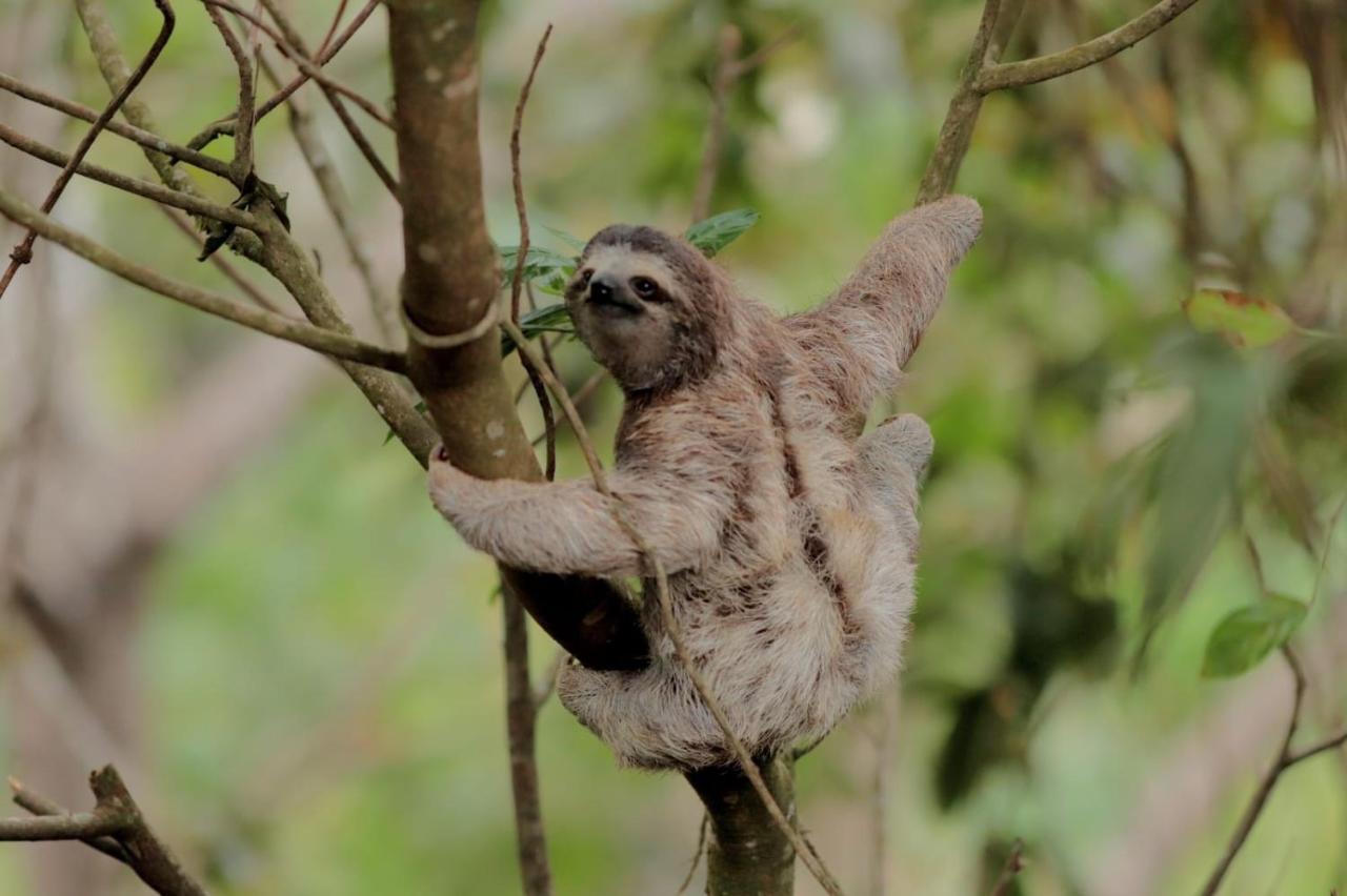 El Valle De Anton La Chachalaca 外观 照片