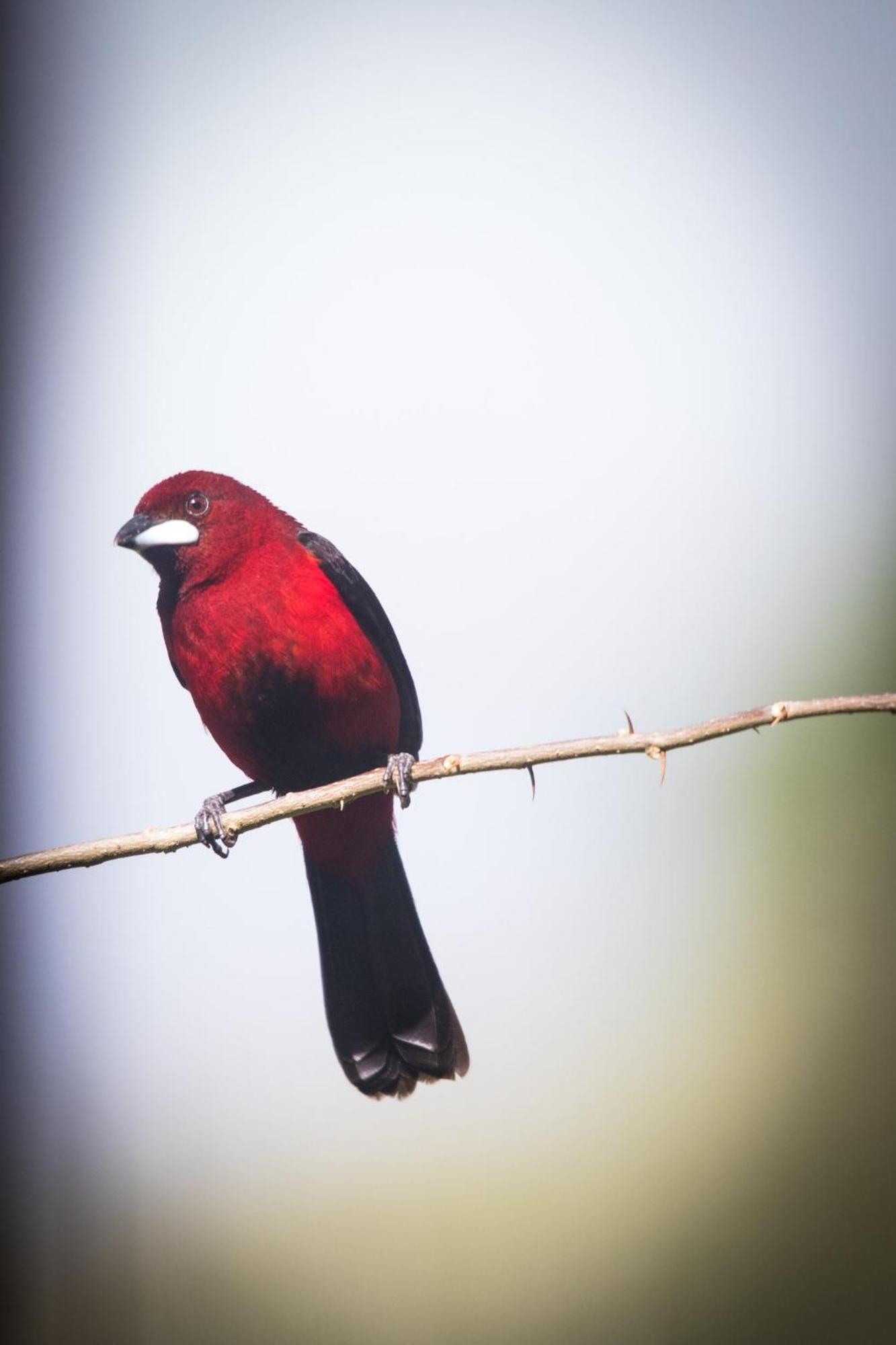 El Valle De Anton La Chachalaca 外观 照片