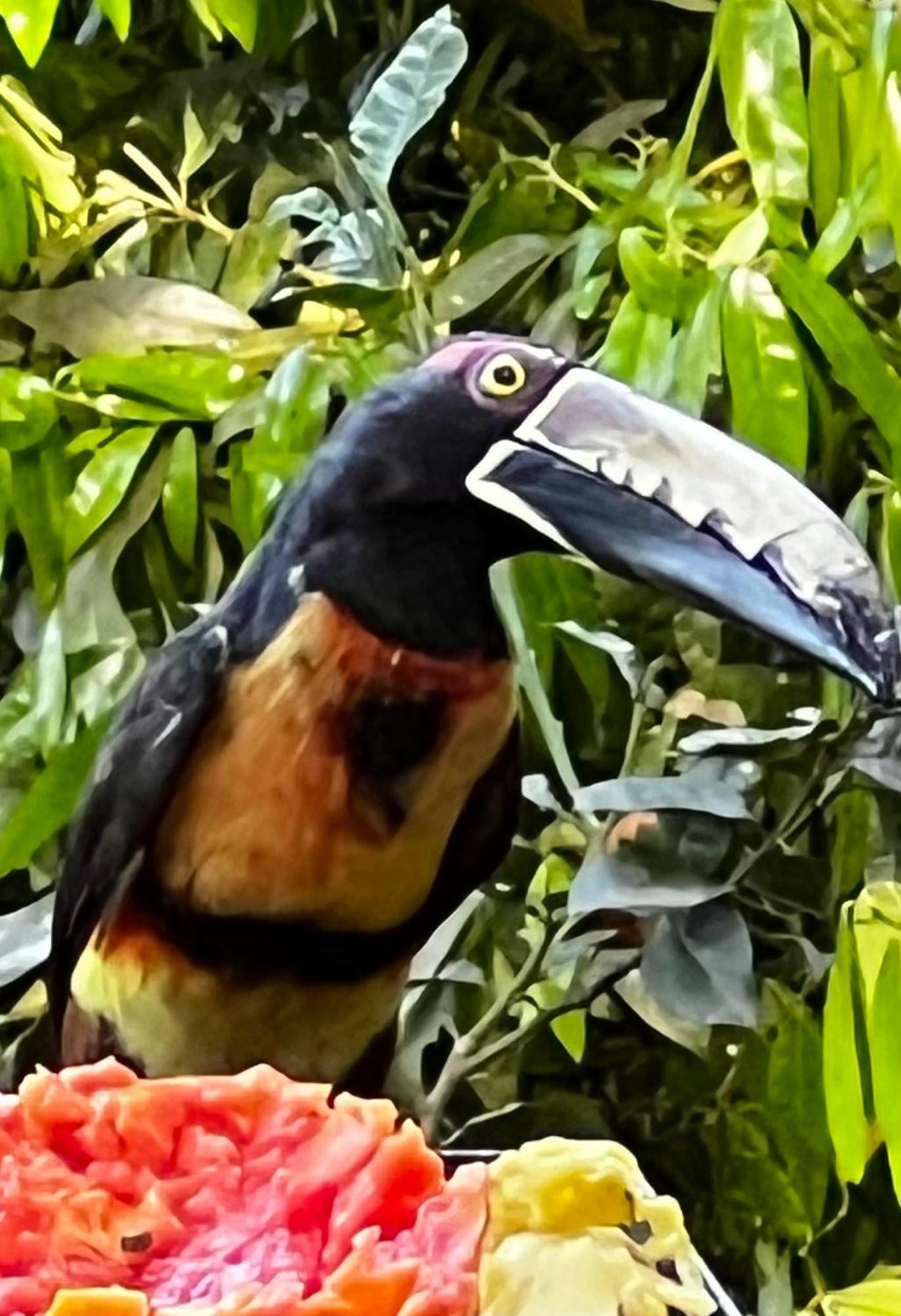El Valle De Anton La Chachalaca 外观 照片