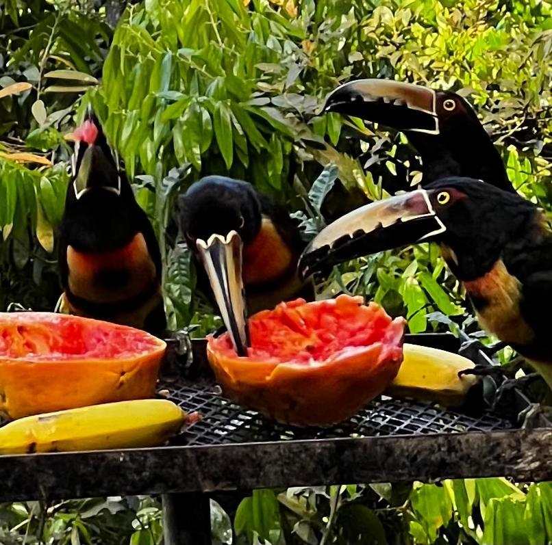 El Valle De Anton La Chachalaca 外观 照片