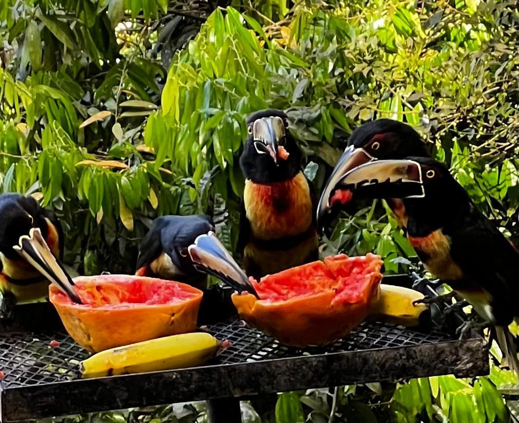 El Valle De Anton La Chachalaca 外观 照片