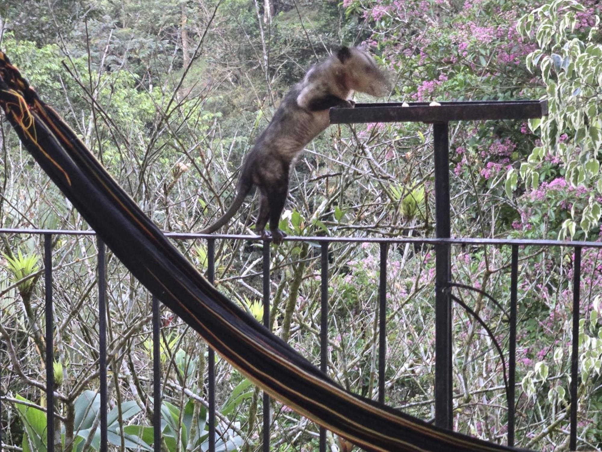 El Valle De Anton La Chachalaca 外观 照片