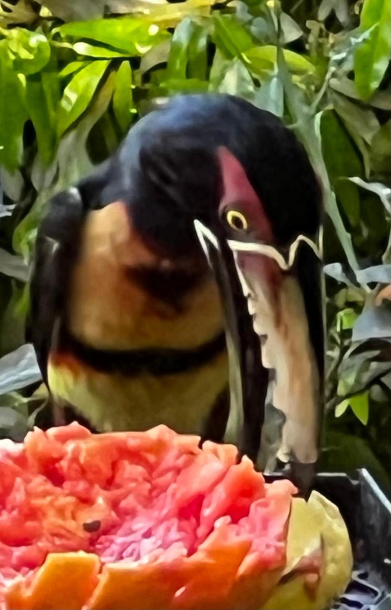 El Valle De Anton La Chachalaca 外观 照片