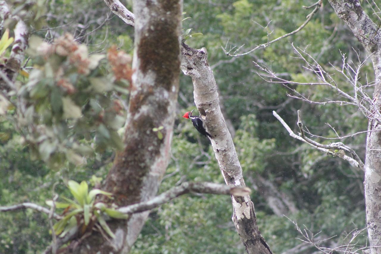 El Valle De Anton La Chachalaca 外观 照片