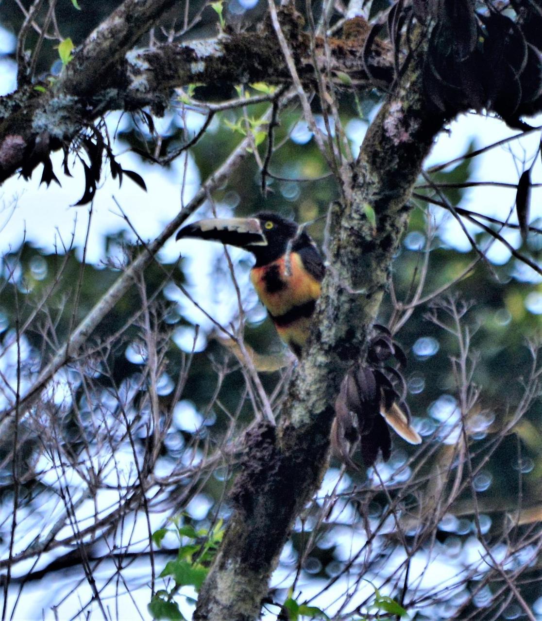 El Valle De Anton La Chachalaca 外观 照片