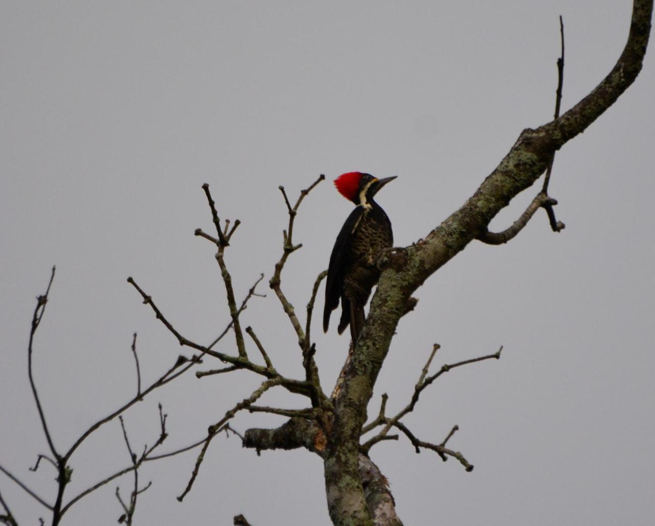 El Valle De Anton La Chachalaca 外观 照片