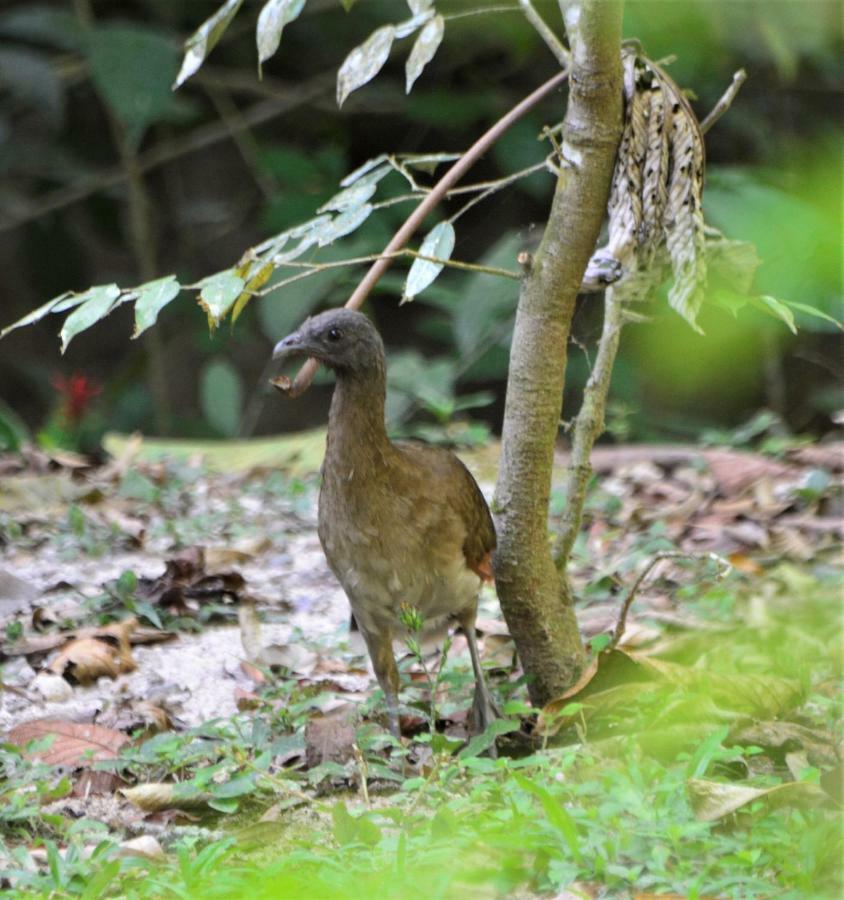 El Valle De Anton La Chachalaca 外观 照片