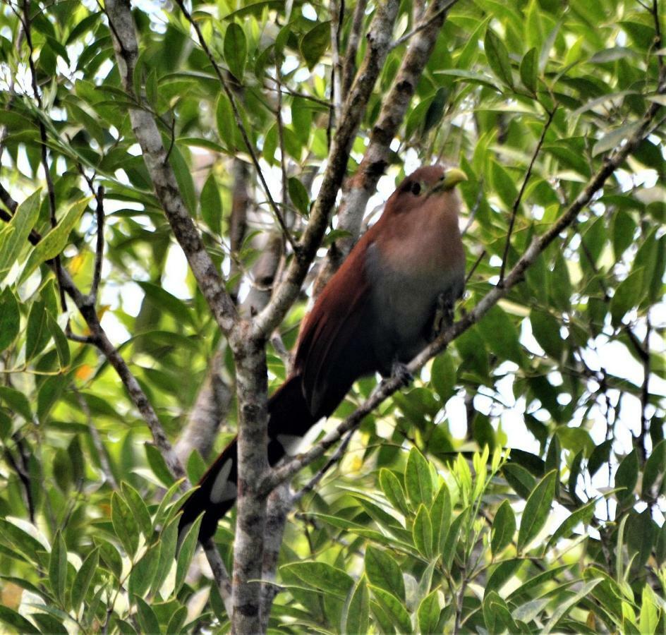 El Valle De Anton La Chachalaca 外观 照片
