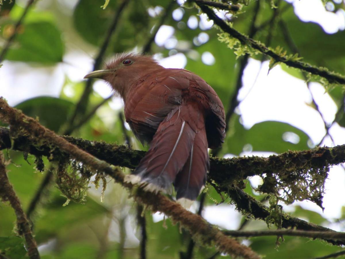 El Valle De Anton La Chachalaca 外观 照片