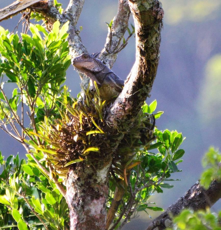 El Valle De Anton La Chachalaca 外观 照片