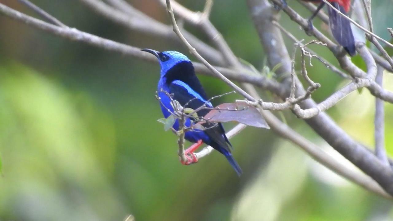 El Valle De Anton La Chachalaca 外观 照片