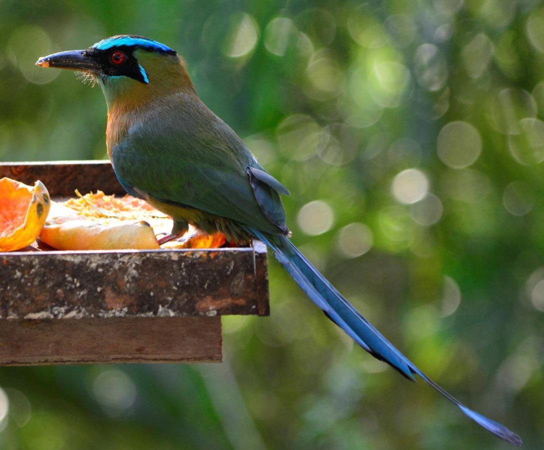 El Valle De Anton La Chachalaca 外观 照片