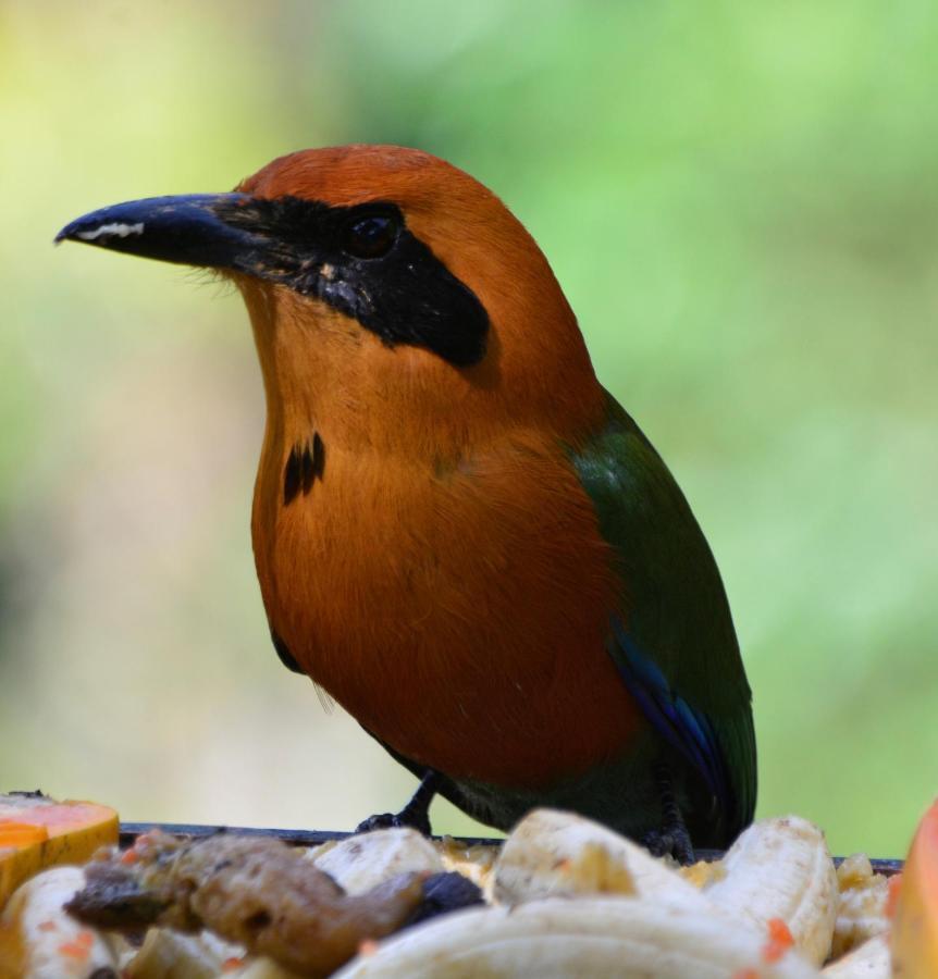 El Valle De Anton La Chachalaca 外观 照片