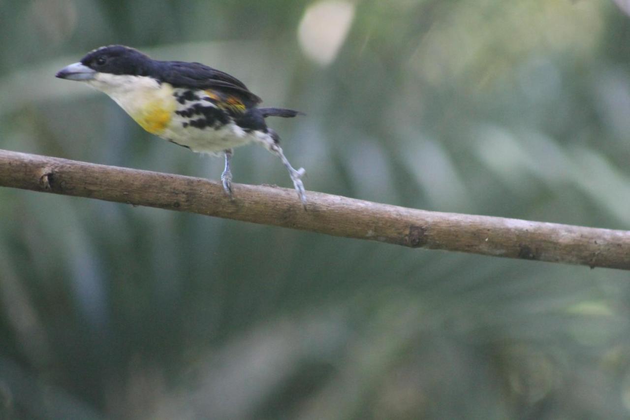 El Valle De Anton La Chachalaca 外观 照片
