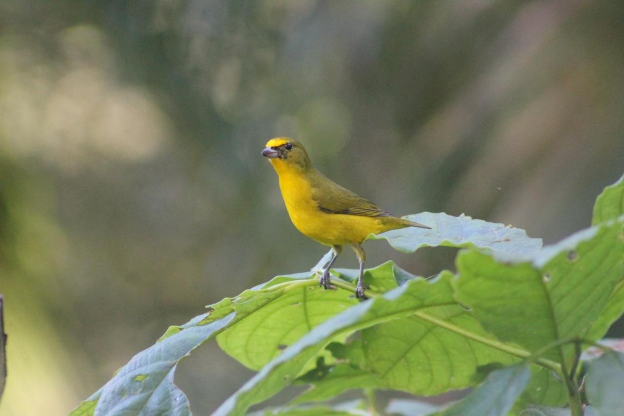El Valle De Anton La Chachalaca 外观 照片