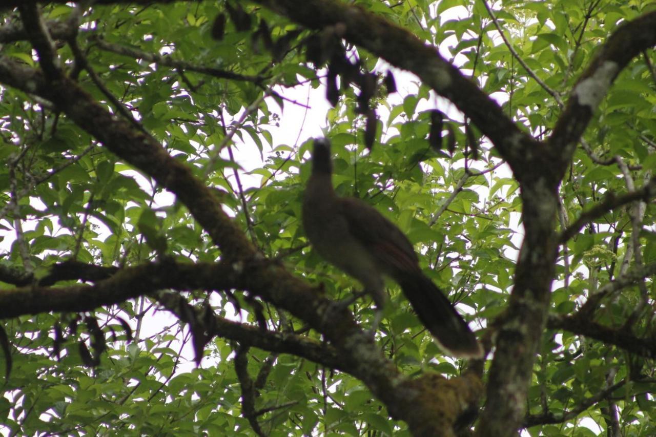 El Valle De Anton La Chachalaca 外观 照片