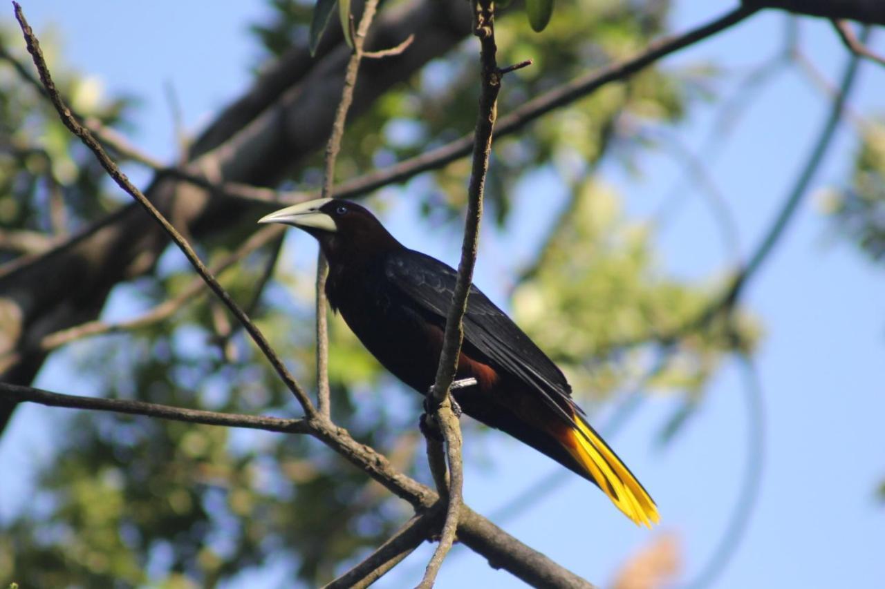 El Valle De Anton La Chachalaca 外观 照片